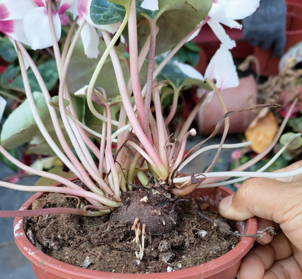 若越夏哉培至初秋時可將球根換新盆,並施用長效基肥。