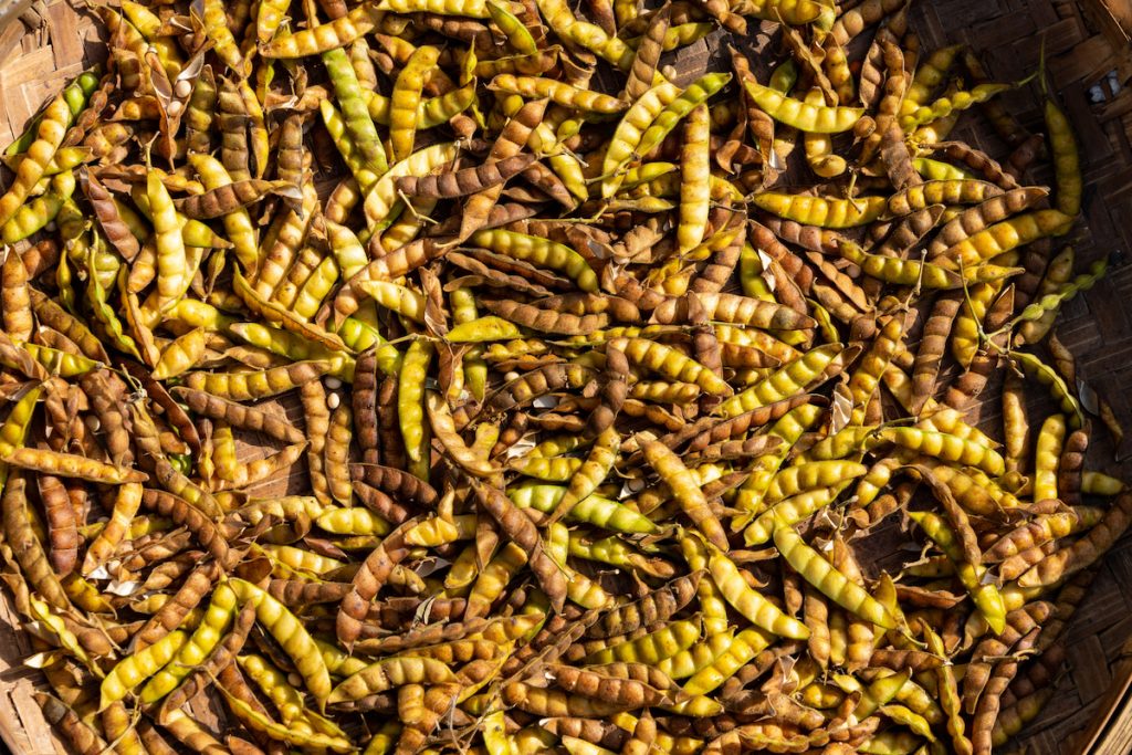 剝豆、挑豆、曬豆,每樣工序都耗費大量人力和時間。