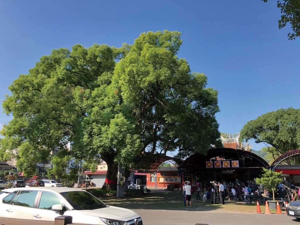 南投集集鎮的樟樹公,樹下一群賞鳥人正在觀賞樹洞中的貓頭鷹。