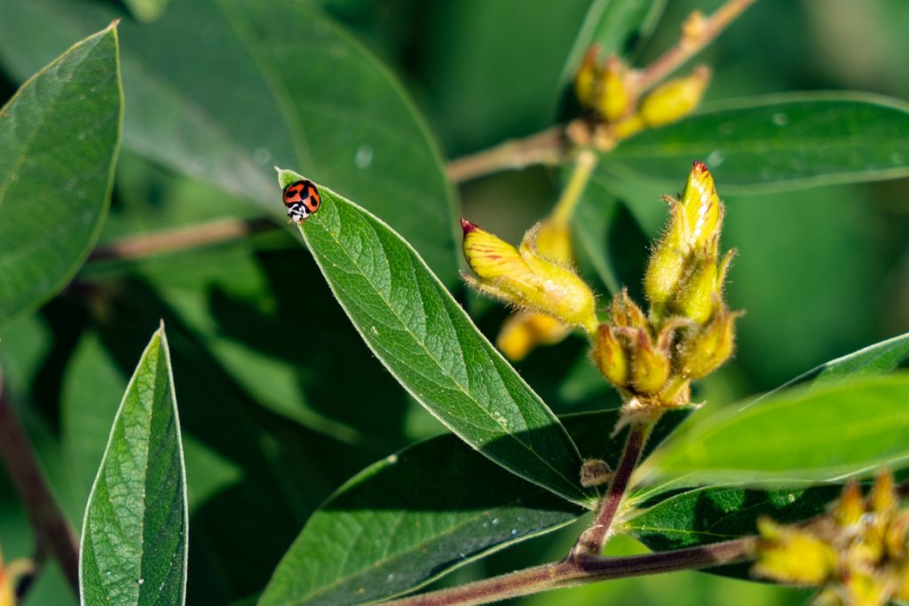 因為使用自然農法,田間生態豐富。