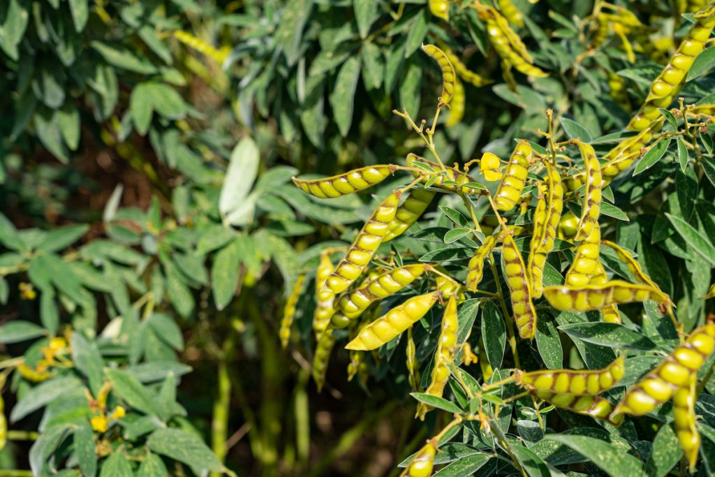 樹豆是耐旱、耐貧瘠的豆科作物。