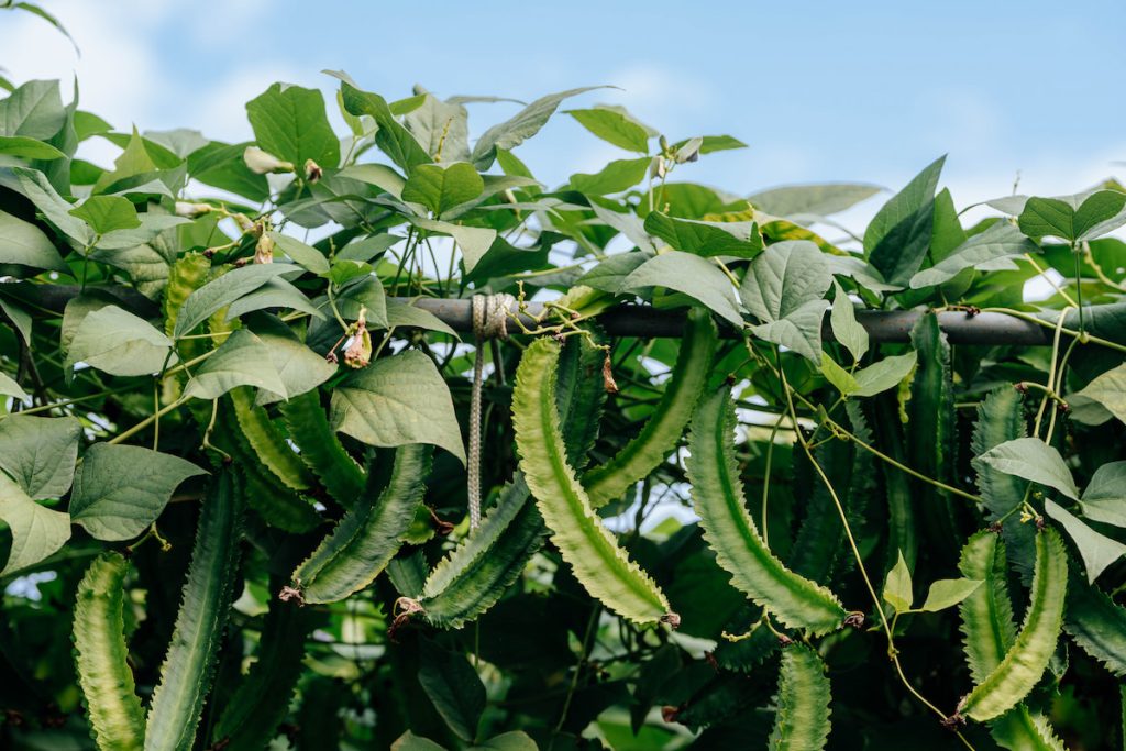 翼豆常搭設ㄇ型架或隧道式的棚架栽培。