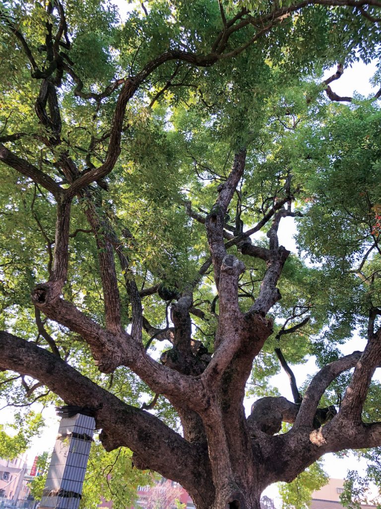 老樟樹蒼勁扭結的枝條與溫潤色調。