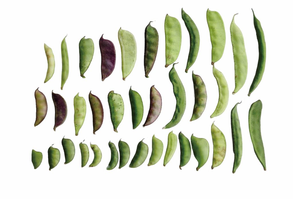 豆莢顏色有淡綠、深綠、紫色。