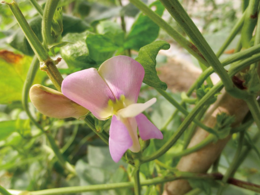豇豆花為蝶形花,花色多樣,主要花色有白、淡紫、粉紅等。