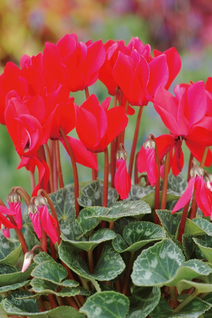 以色列等地是仙客來的故鄉,故在基督宗教文化圈,認為火紅的仙客來花朵象徵聖母瑪莉亞之心。