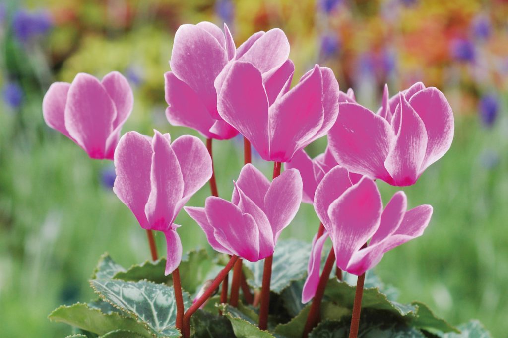 桃紅色系仙客來,花色濃郁,在冬季低溫環境下色澤表現更為飽和。