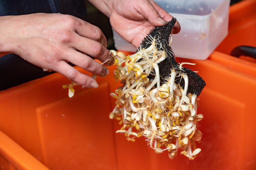 剝下準備出貨的花生芽。