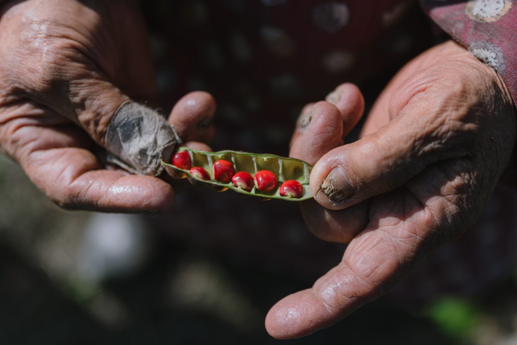 剔透如紅寶石般的樹豆。