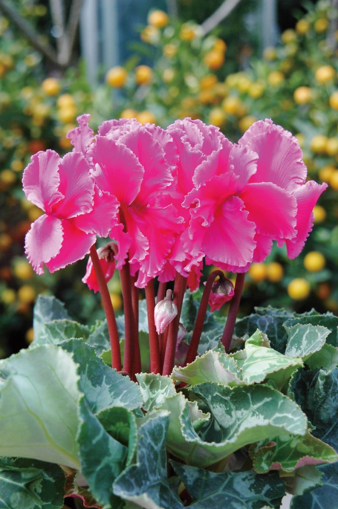 花梗粗壯直立,能穩定托起花朵,是健康生長的重要指標之一。