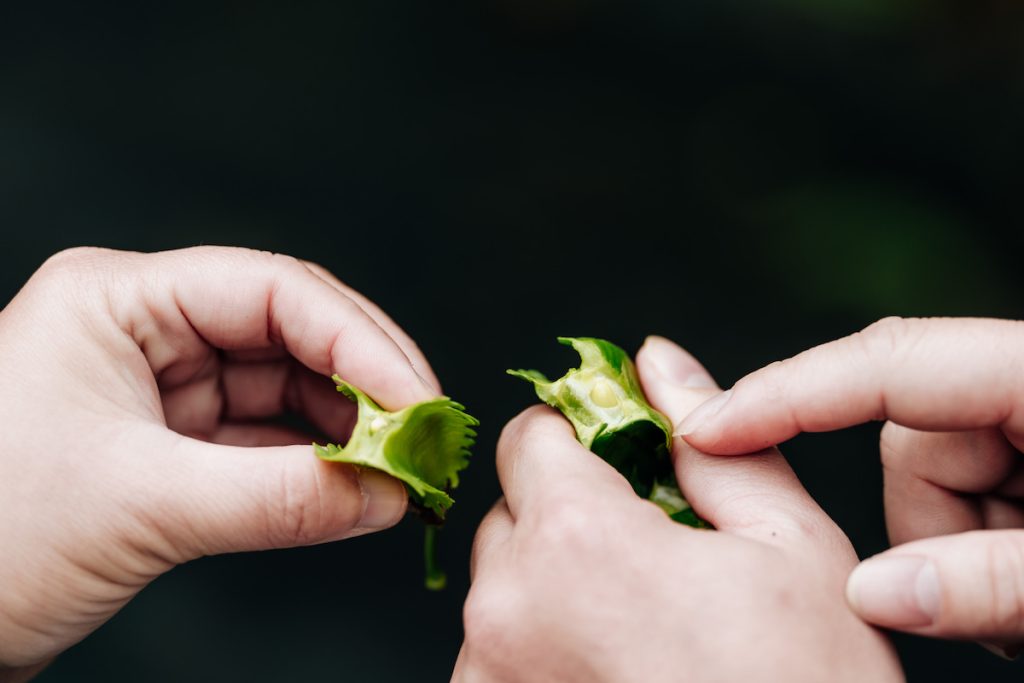 翼豆長相奇特，剖面如菱形，又稱四稜豆。