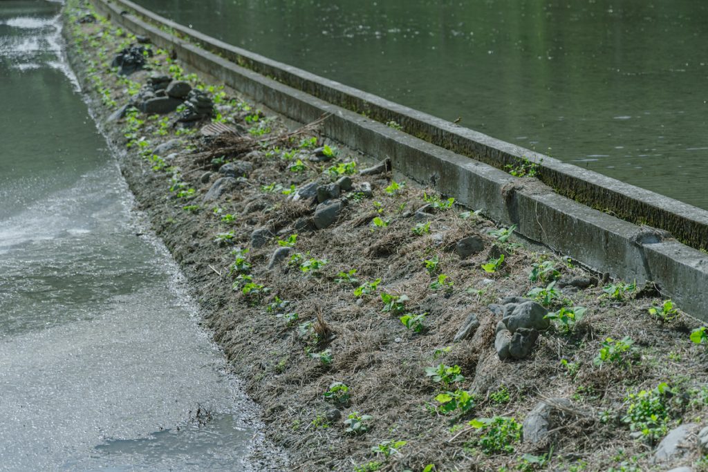 菊妹迪娜種在水稻田堤防邊,整齊行列的鵪鶉豆苗。
