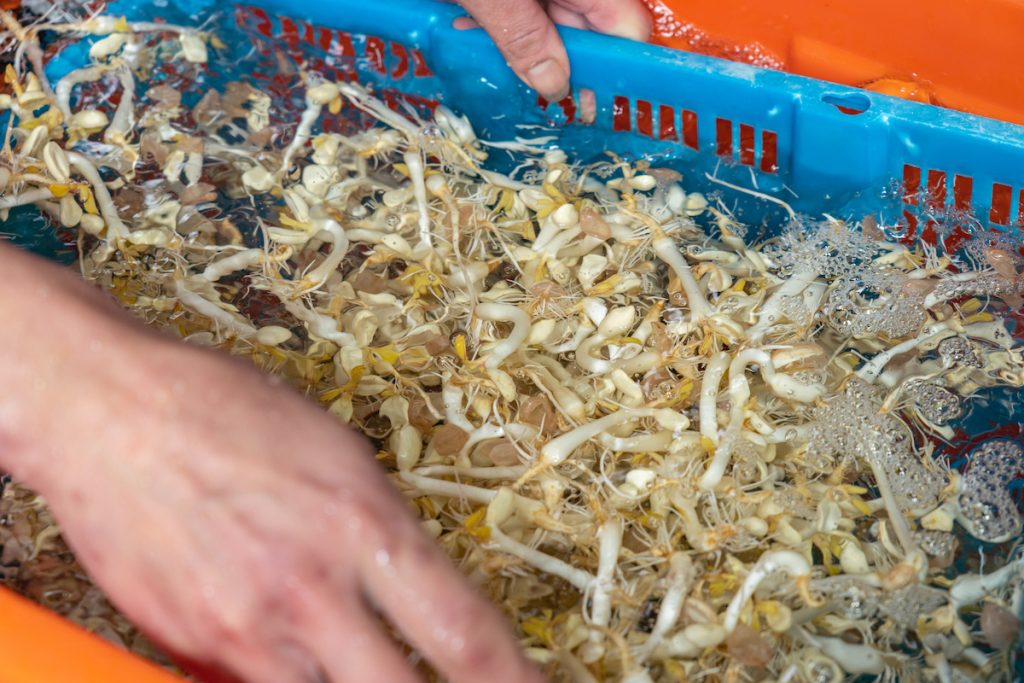 潤洗並去掉種子殼。