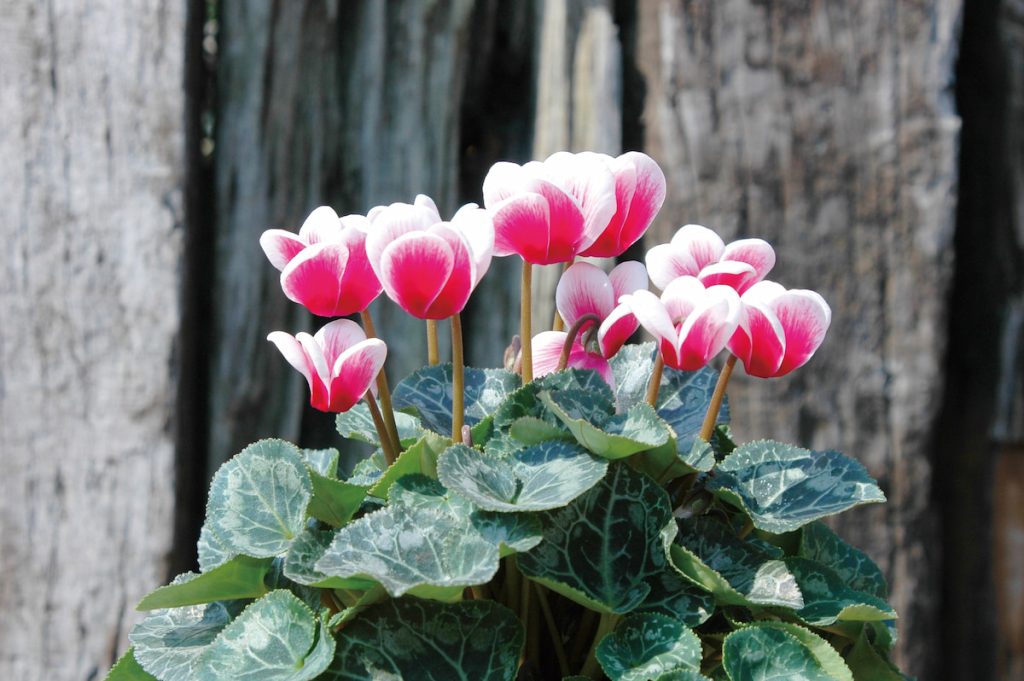 紅色邊緣帶白色的品種並且獨特紋路提高觀賞價值。