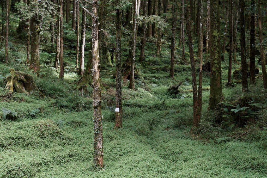 塔山步道旁可見過去阿里山居民種植山葵的梯田遺跡。