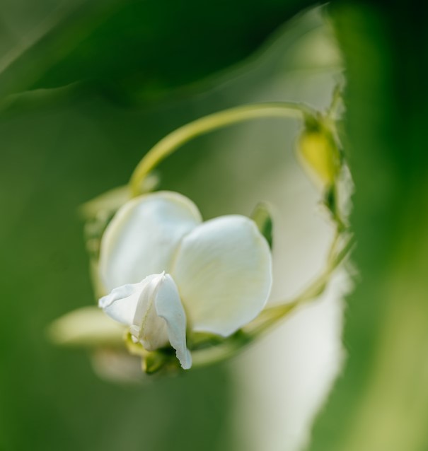 舊品種為白色花瓣。