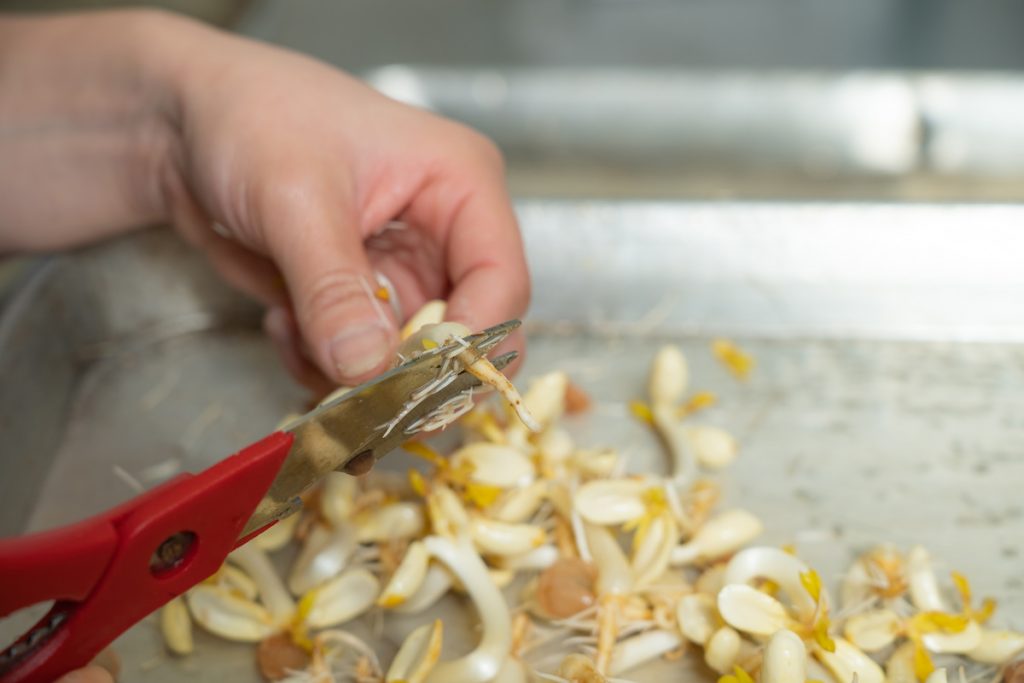 揀選花生芽與剪除根部。