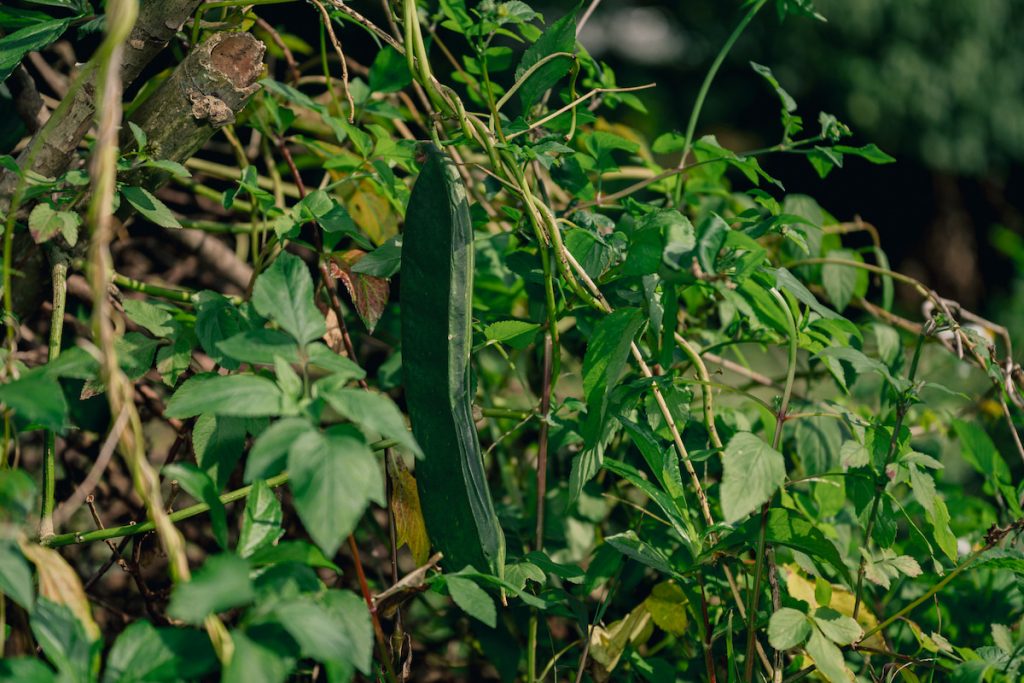 撥開雜草,刀豆赫然顯現。