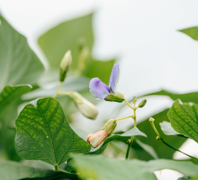 新品種「青翠」花瓣帶紫色。