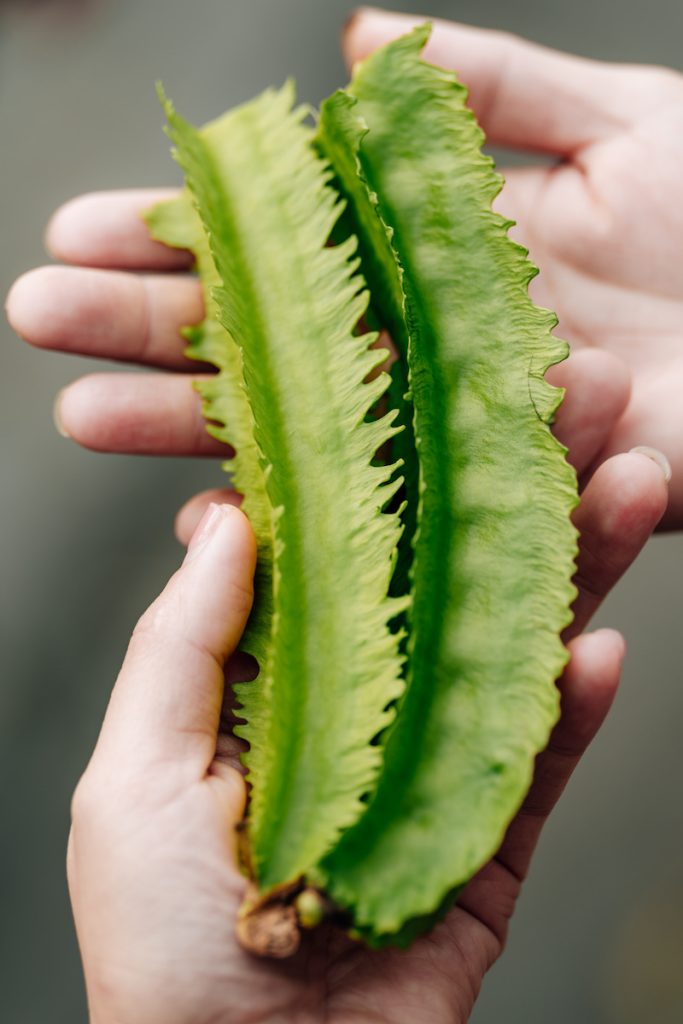 右邊為舊品種翼豆，過老會顯現豆仁痕跡；左邊為新品種「青翠」，豆緣鋸齒狀較明顯。
