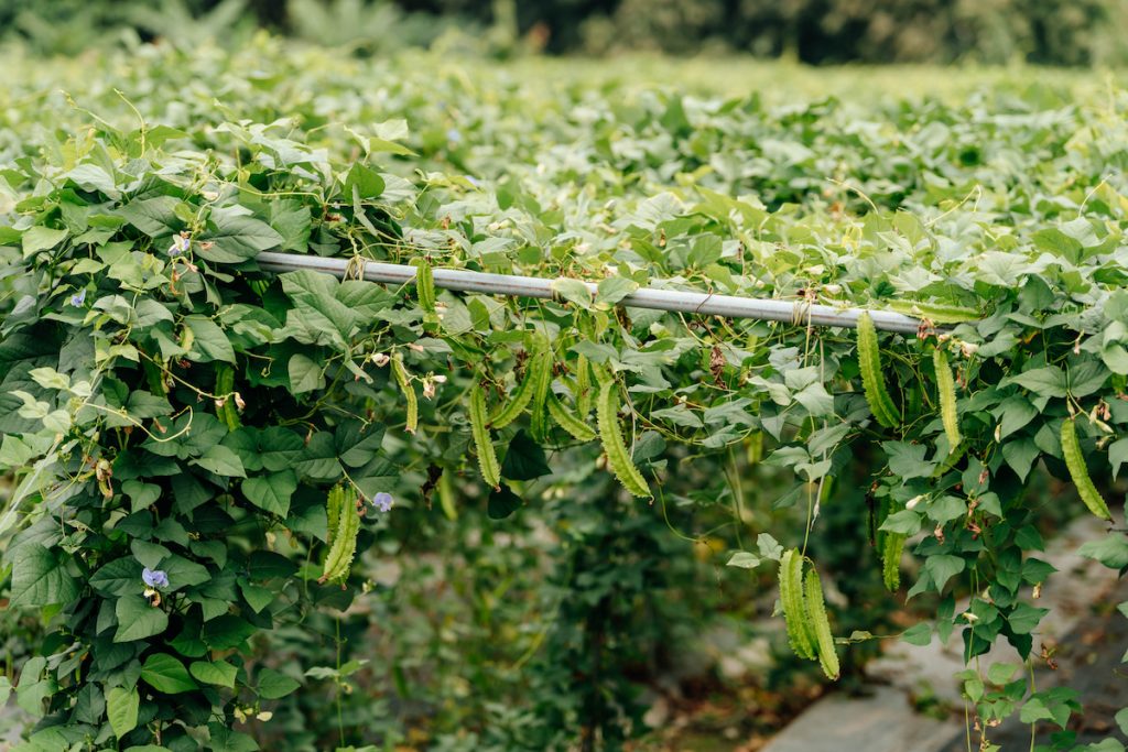 種植翼豆需架設棚架，在田間如一座座綠色隧道。