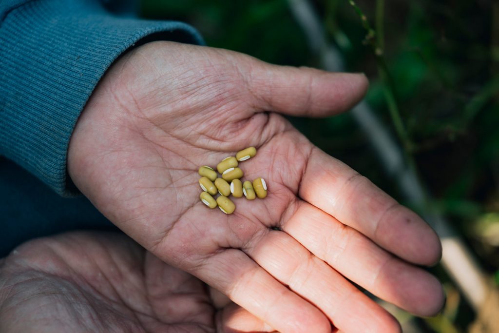 農場也有生產綠豆。