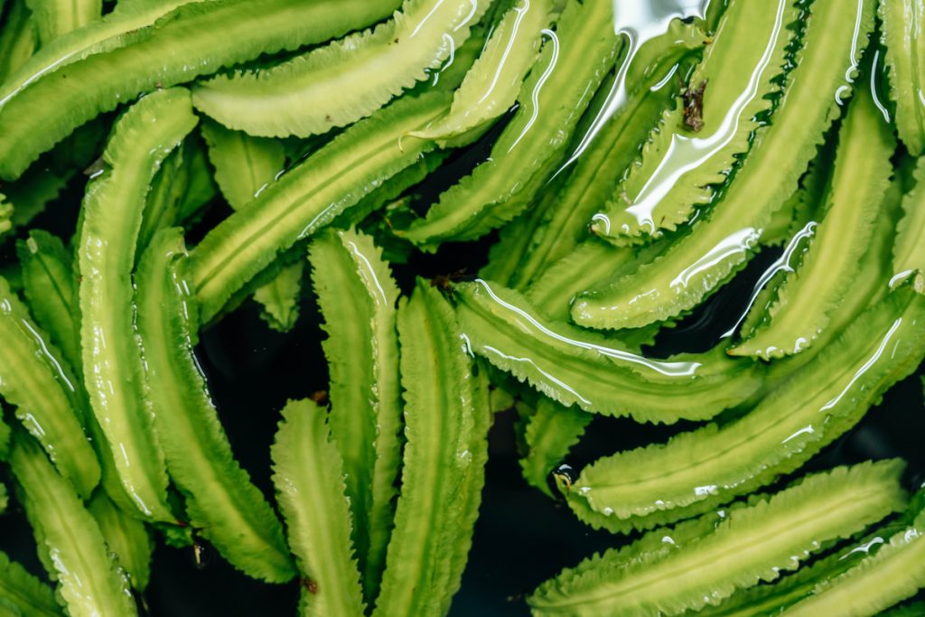 翼豆在臭氧水中浸泡，能除去自來水中的氯。