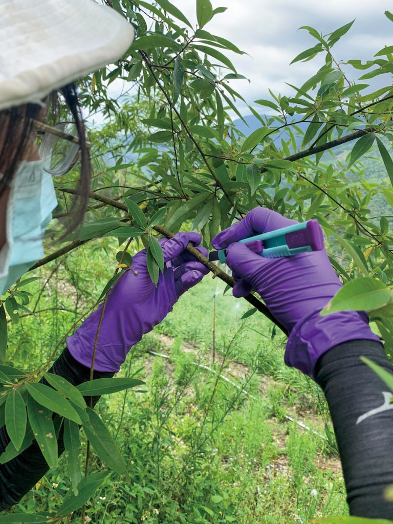 進行山胡椒空中壓條處理。