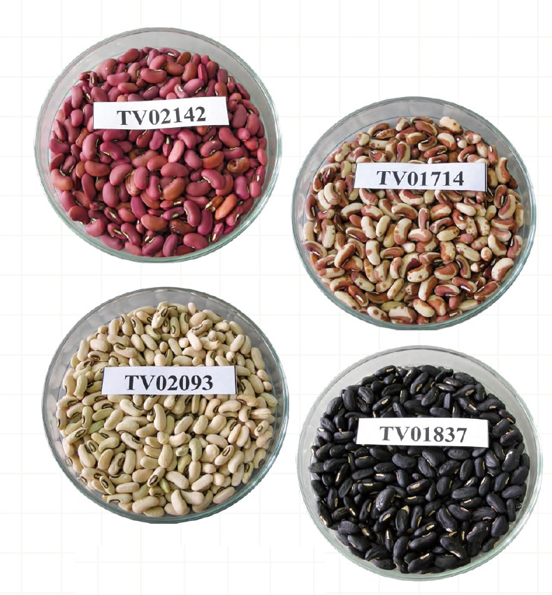 長豇豆種子是腎形,種皮主要有白、黑、紅、花四種顏色。