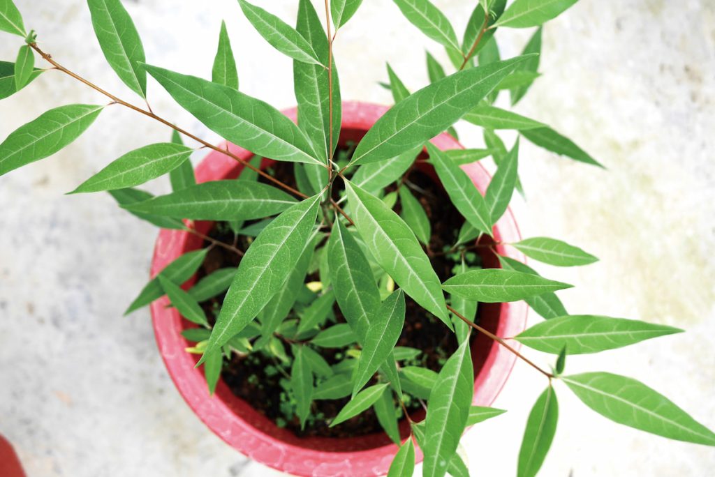 山胡椒介質比較的試驗中，圖右使用介質調配的實驗組，明顯比起左邊的植株生長較旺且葉色濃綠。