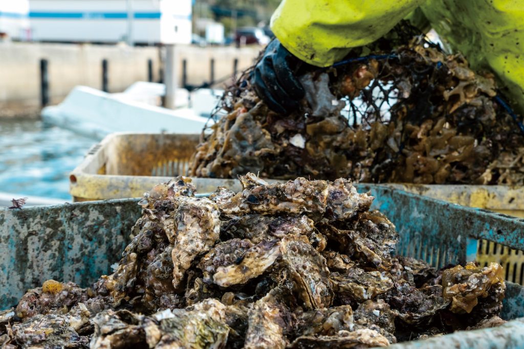 因為達不到標準，要被放回去繼續飼養的牡蠣。