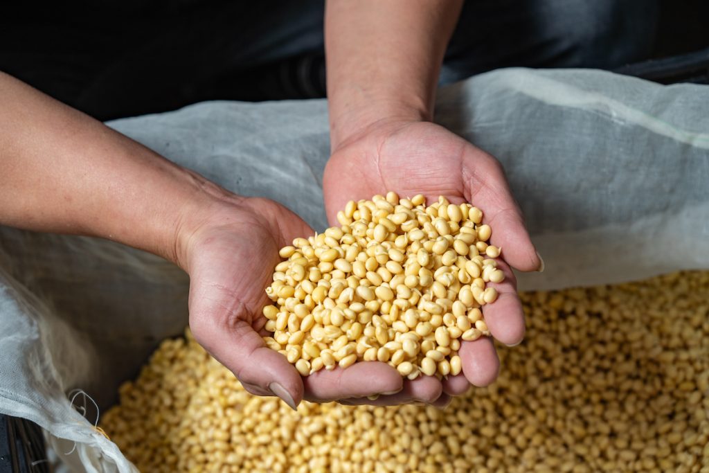 發芽黃豆能讓消費者補充蛋白質時，不用擔心脹氣和痛風。