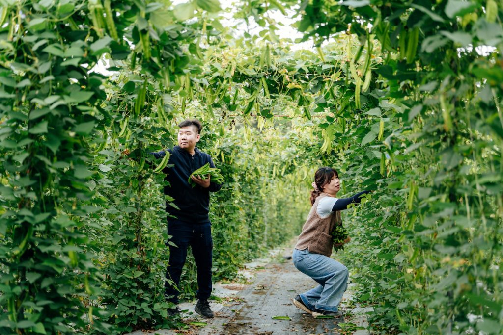 翼豆熟得快，需要每天勤快地採收，確保口感脆嫩。