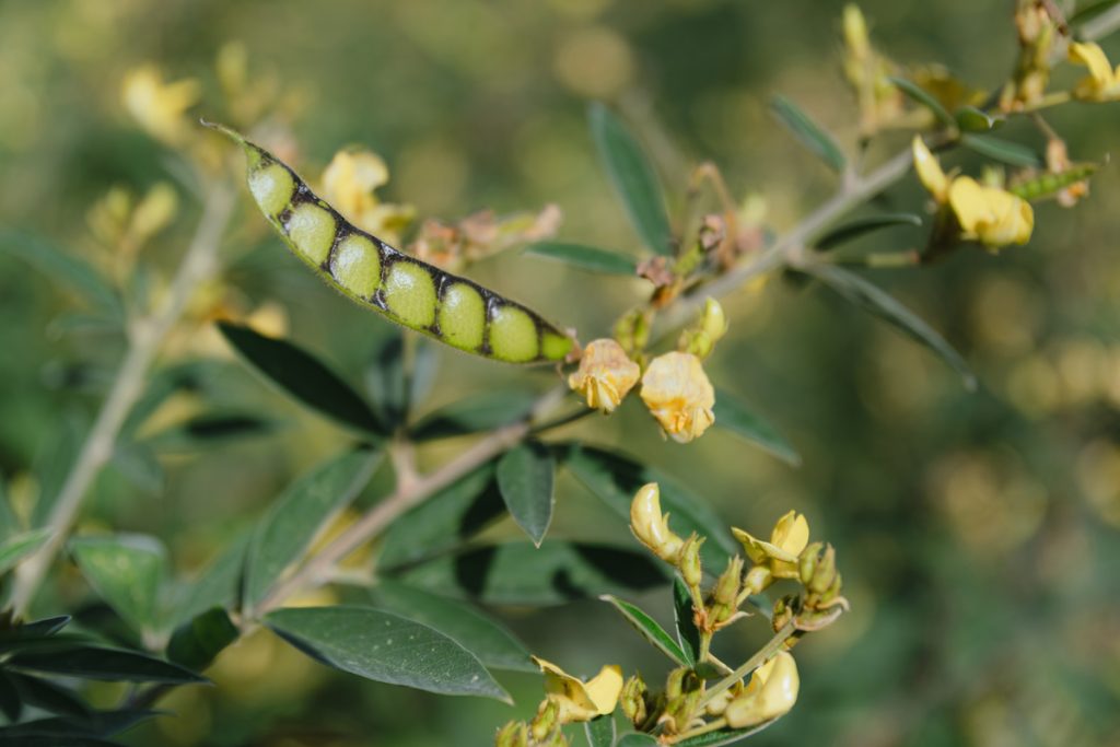翠綠如玉的樹豆與豆莢。