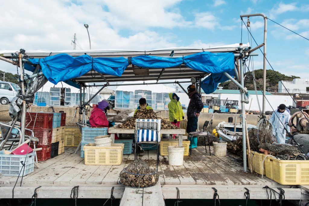 臨時處理場中，員工處理著牡蠣的景象。