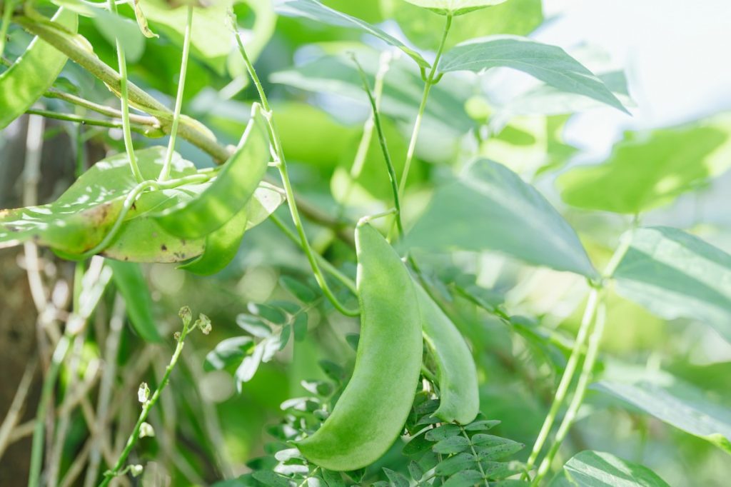 寬扁修長的豆莢,像一輪輪嬌小新月懸在豆樹上