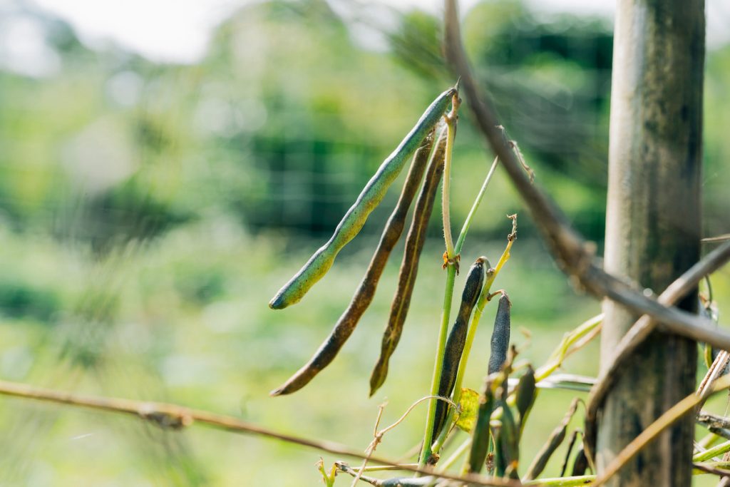 還沒時間採收的成熟豆莢。
