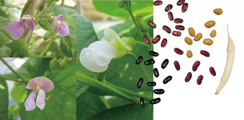 四季豆花色與種子多樣,花有白色、粉色、紫色等;種子有棕色、黑色、紅色、花色等。