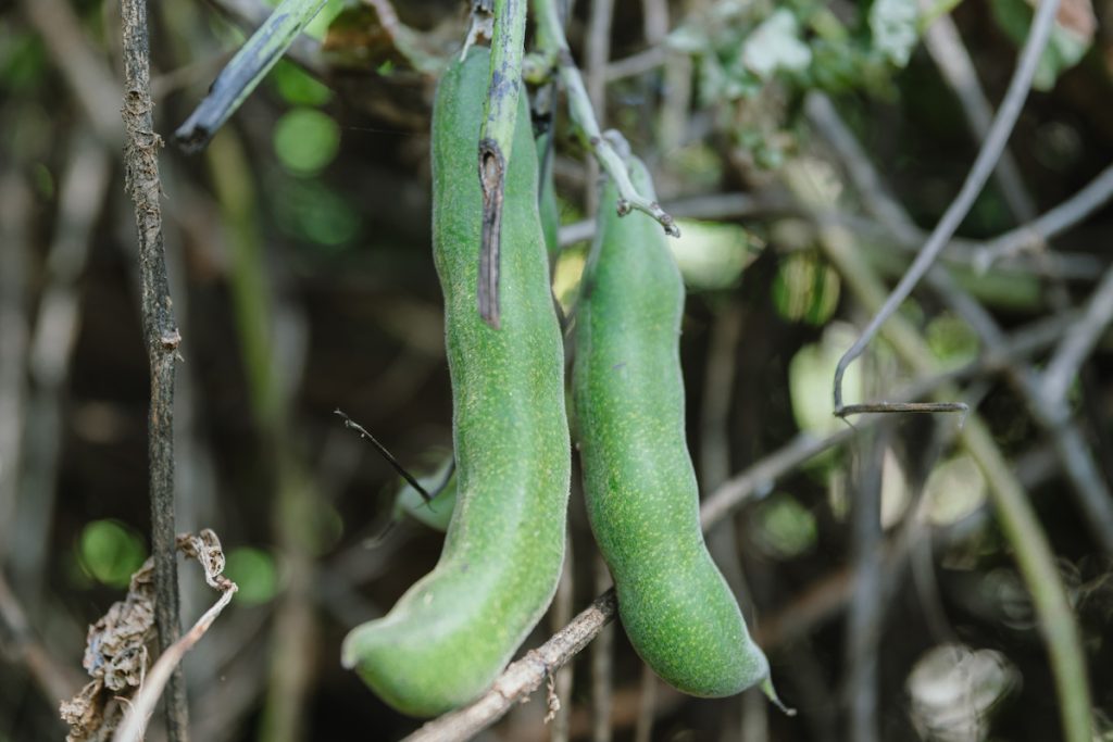 外型突出如獸爪的虎爪豆。