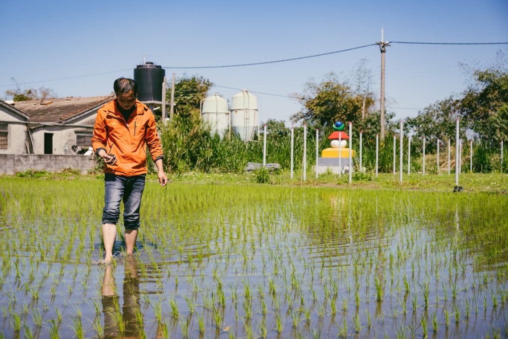 對於有意投入農業的青年，取得農地常成為挑戰，可獎勵老農出租農地，達成「老青雙贏」效果。（攝影／黃毛）