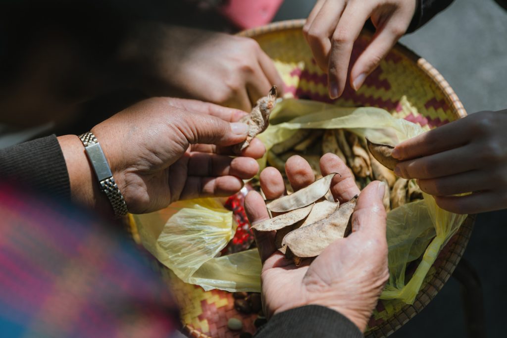 迪娜的摘豆眉角:豆莢要夠枯黃乾瘦的才能採下來。