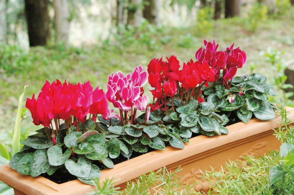 成排栽種,仙客來一樣顯現喜氣盎然。