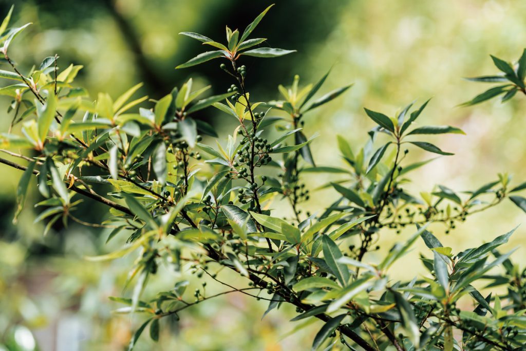 山胡椒果實採收時為綠色，之後才漸漸轉黑。（攝影╱陳建豪）