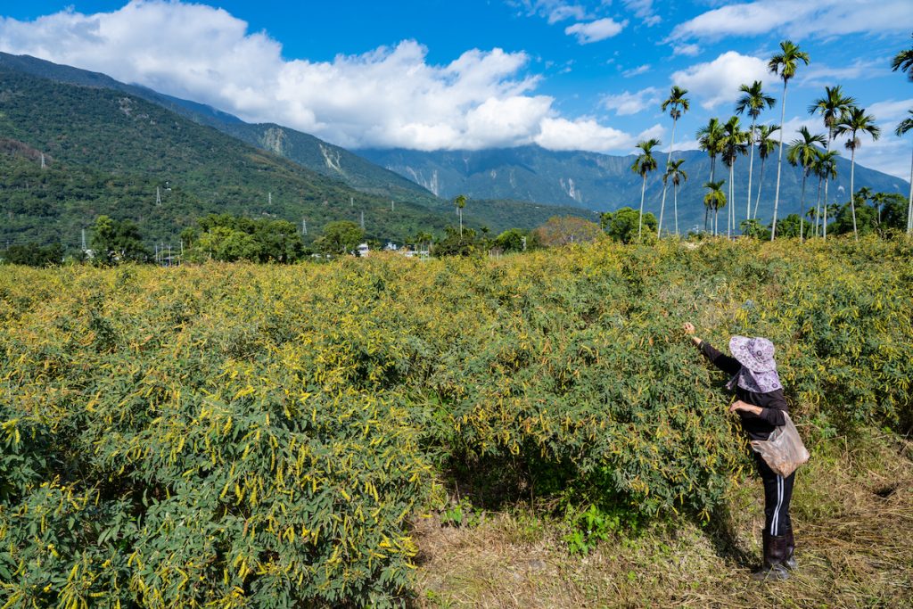 花媽種植的樹豆相當高產,平均一株產量有一公斤以上。