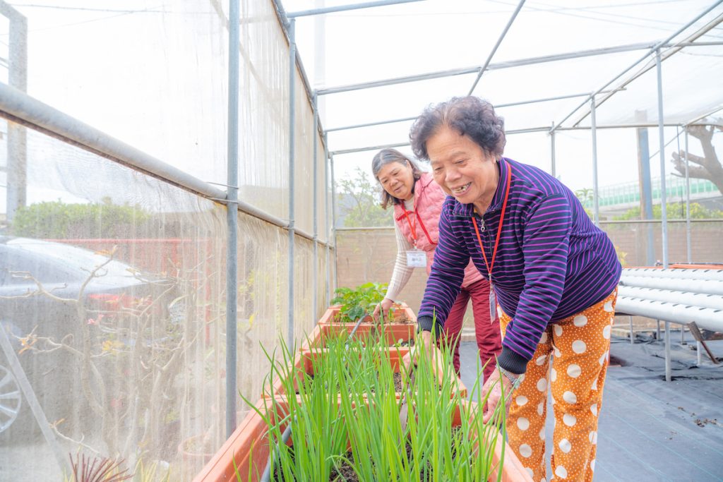 除了每週參與課程，長輩們也在綠照站一隅的小型網室種植各種蔬菜，閒暇時就會關心作物生長狀況。