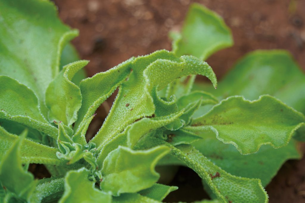 貧瘠土地上的冰花長得水嫩，耐旱耐鹽的特性，是澎湖農民的新寵。