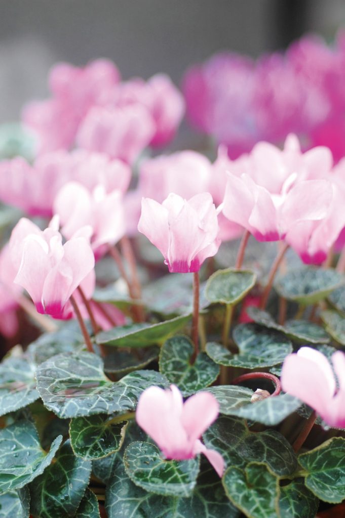 粉紅色系仙客來,花瓣反捲明顯,搭配銀紋心形葉片,整體看起來柔和又有層次。