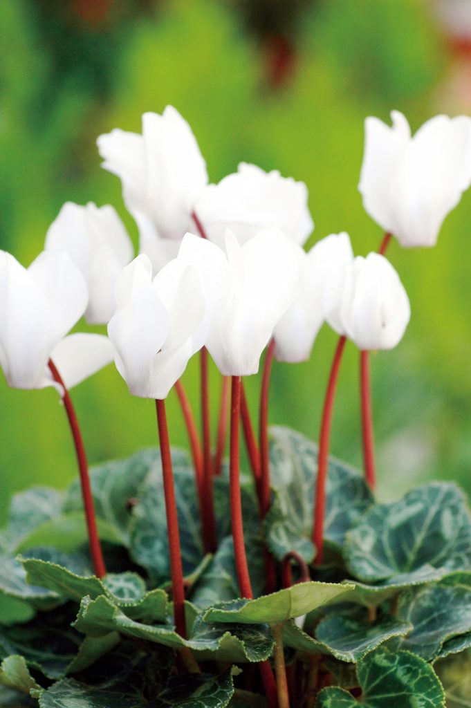 純白花品種,花形乾淨俐落,在深綠葉叢中顯得格外清爽,適合明亮室內空間擺設。