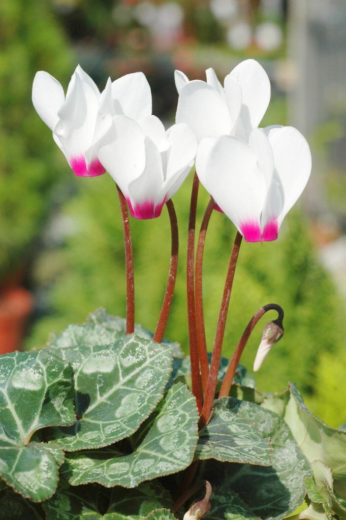 歐洲自古會將仙客來視為草藥與巫術道具,因其含有植物鹼成分,具輕微毒性,家中若有貓狗宜置放高處。