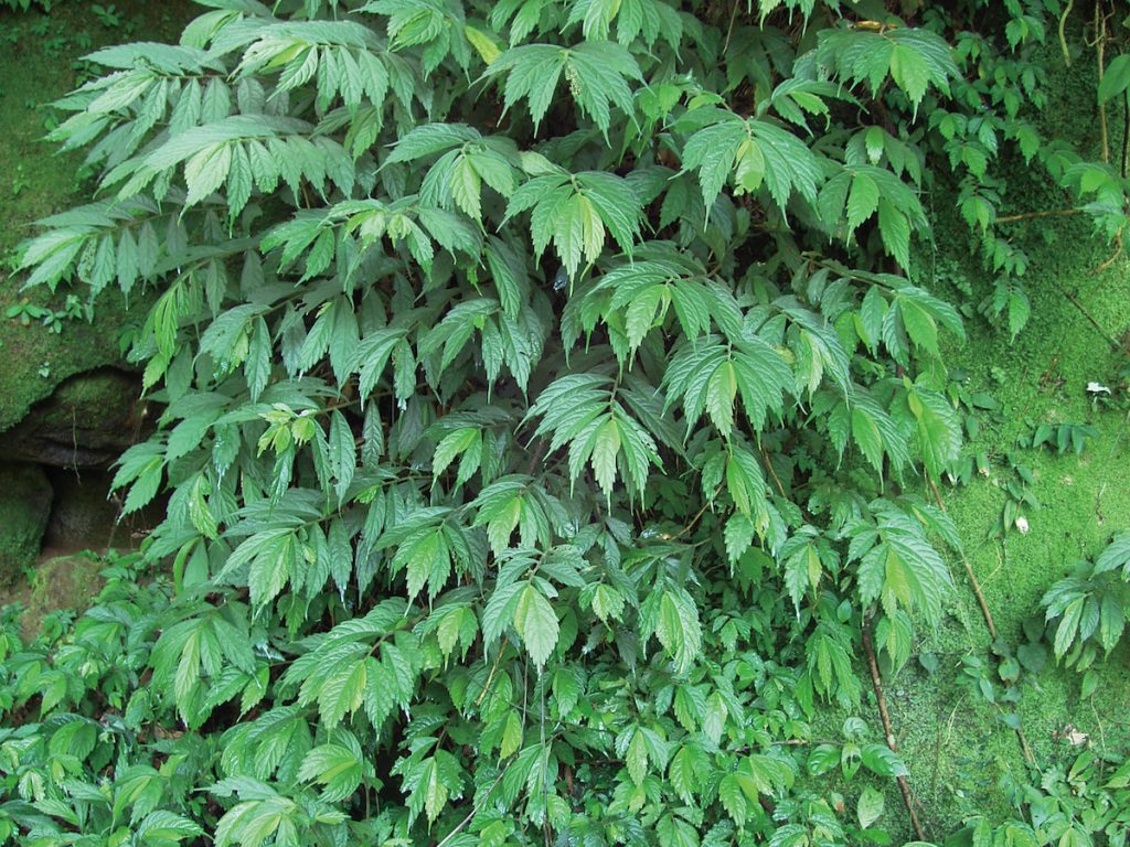 冷清草是取水指標的地圖植物。